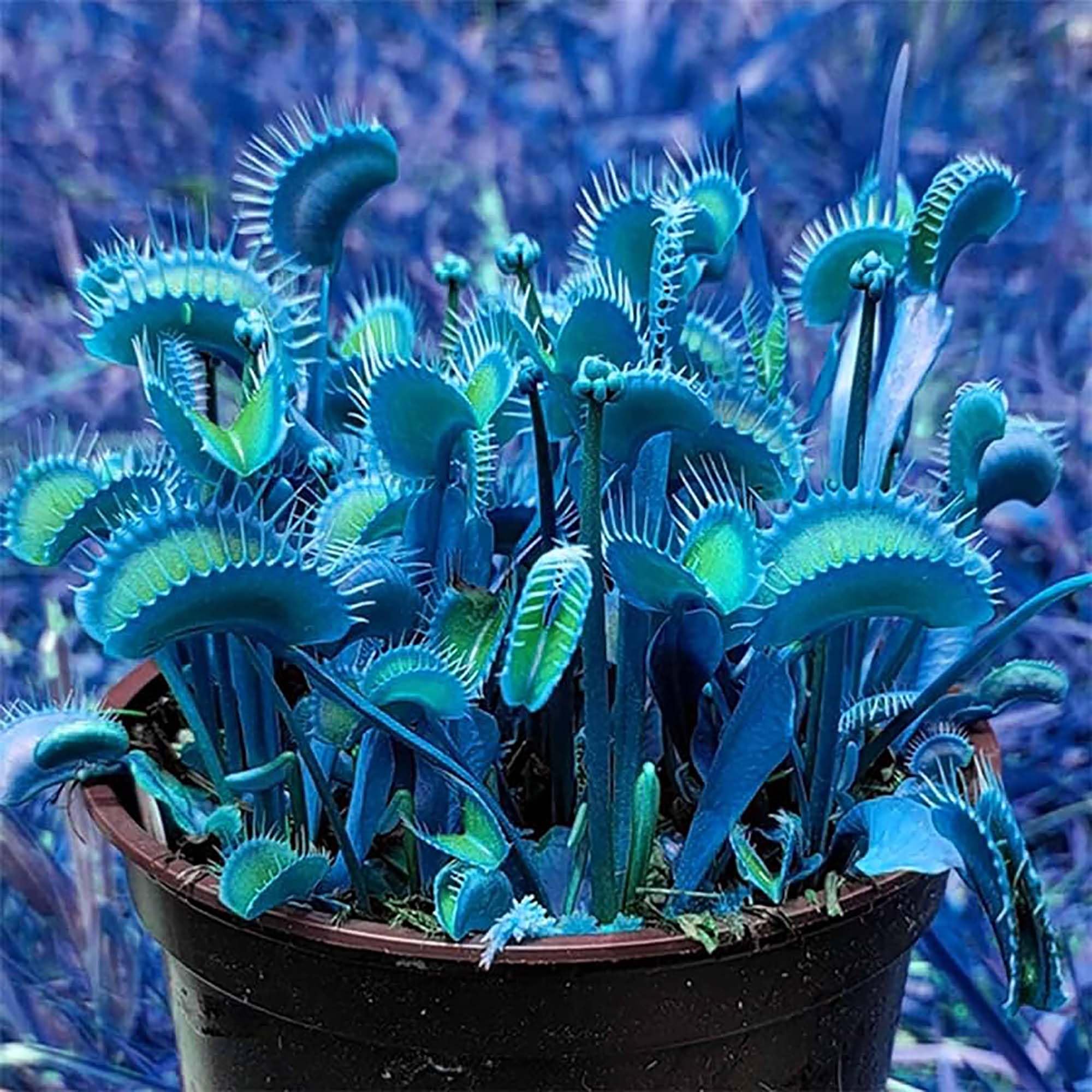 Amazon.com: QAUZUY GARDEN 20 Rare Blue Clip Venus Flytrap Seeds